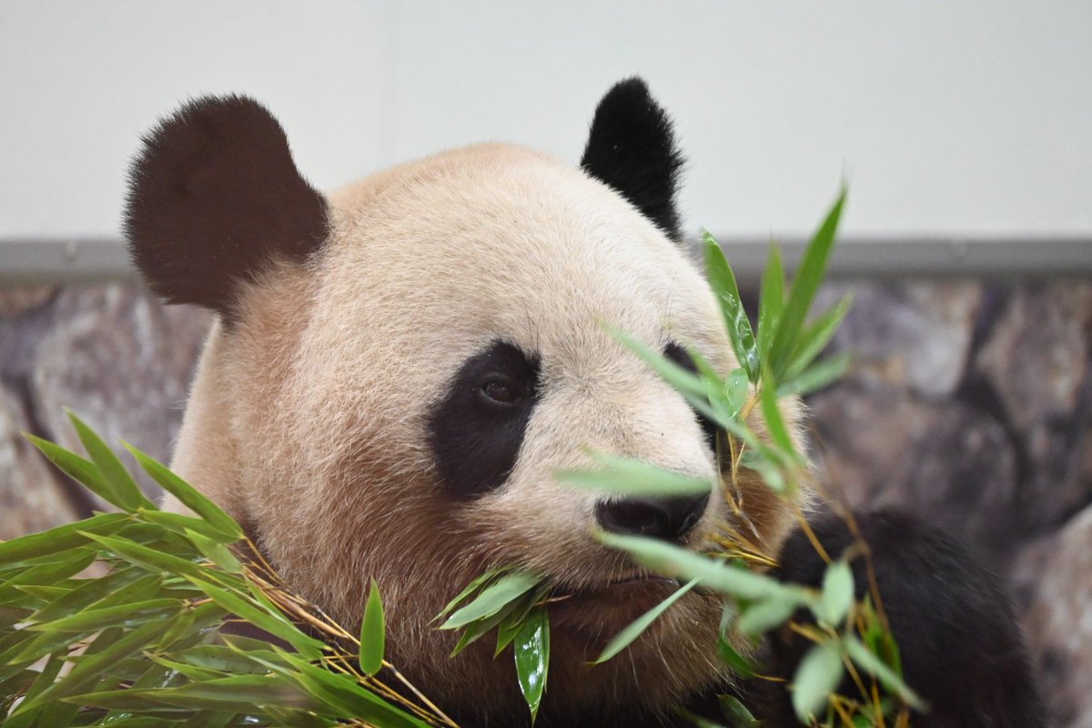 この時の らうママは食べて🌿休んで💤のインターバルをしてました☺休むポーズの脱力具合が面白い😆2020/10/12📷 #良浜 #アドベンチャーワールド #ジャイアントパンダ #きたこみりんアドベン2020 https://t.co/SgTDTYcN51