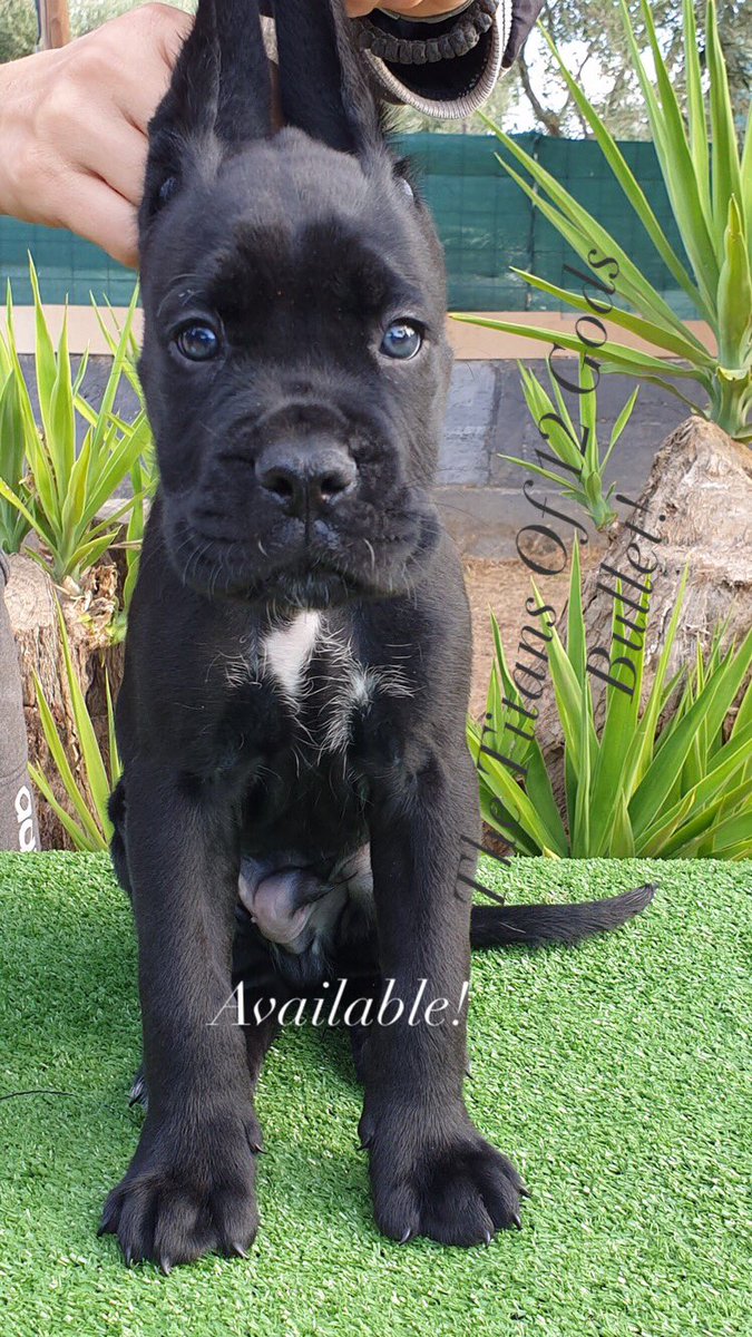 TitansOf12Gods's tweet photo. Good morning friends from all over the world .My name is Bullet and I’m the 1 of the 9 monster puppies that my mom birth.For more information you can send us a pm. Shipping worldwide ✈️ https://t.co/8qqtrNMuqM