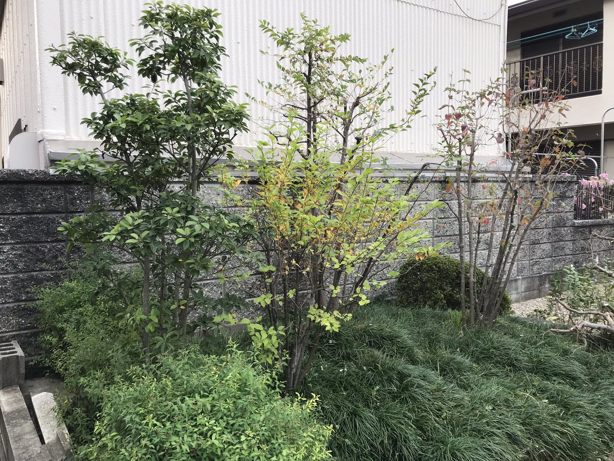 加田優一 こないだ植栽の依頼があって 日陰のシンボルツリーなのさ なんとなくずっと考えてると良いのが出来る たぶん 今日手入れしてるとこは 10年くらい前に造った 小さな林っぽく 植えたのが2本絶えた ハイノキとムシカリ ムシカリ良いな 加田優一 こないだ植栽の依頼があって 日陰のシンボルツリーなのさ なんとなくずっと考えてると良いのが出来る たぶん 今日手入れしてるとこは 10年くらい前に造った 小さな林っぽく 植えたのが2本絶えた ハイノキとムシカリ ムシカリ良いな