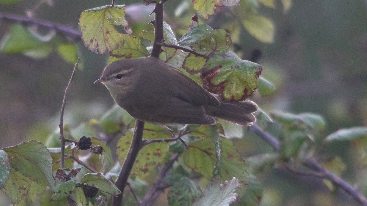 After receiving this lovely gesture by the Holland Haven regulars, it reminded me that I hadn't posted any of my 'decent' Dusky Warbler shots. So here you go, enjoy!
