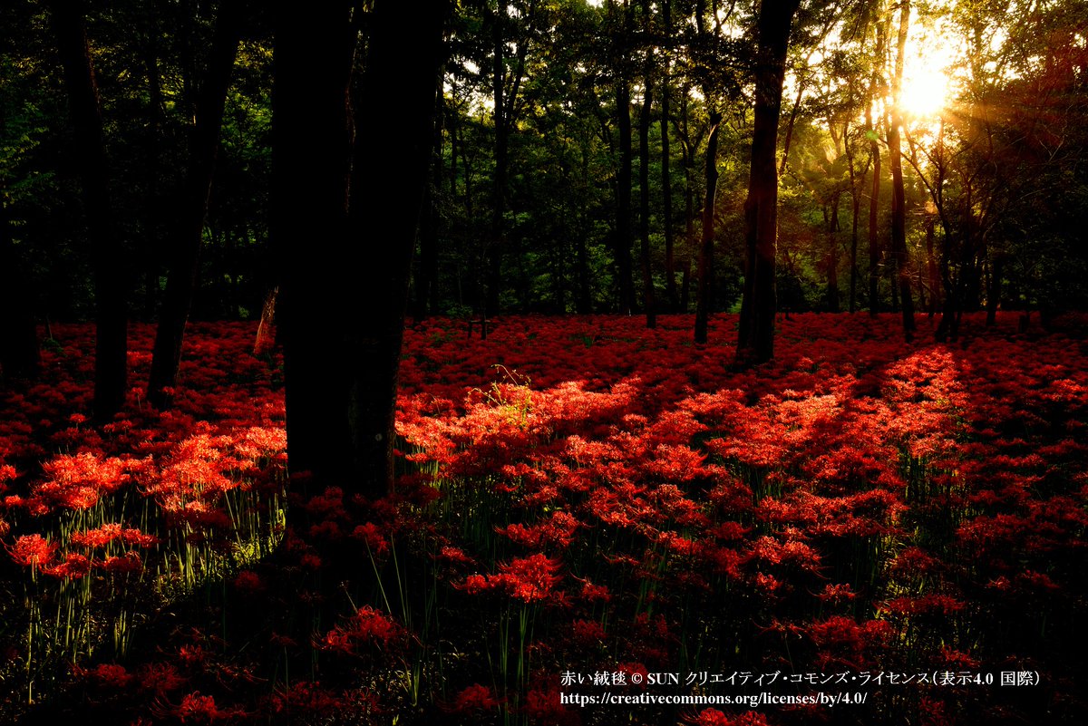 Web_Japan's tweet photo. A red carpet of 5 million #Amaryllis (#曼珠沙華) in #Kinchakuda(#巾着田, pouch-shaped plainfield), Hidaka-City, #Saitama Pref.
Kinchakuda is surrounded by #Komagawa River and many different flowers bloom in each season.
#VirtualTripToJapan #DreamNowTravelLater 
@MofaJapan_ITPR https://t.co/seXP7P2gD1
