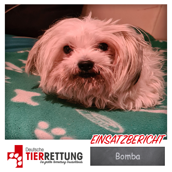 DtTierrettung's tweet photo. Tierrettung Einsatz: Bomba in Gelsenkirchen - https://t.co/fR2aKqlAUg https://t.co/vMQ7v27ejw