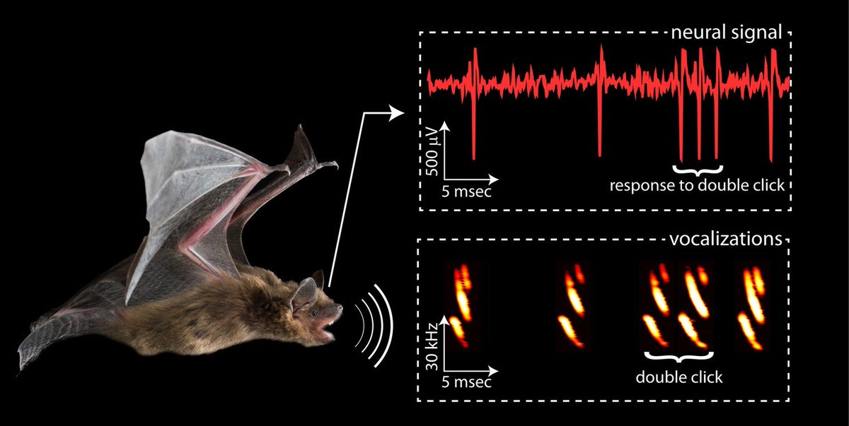 Bats_Chiroptera's tweet image. On the Discovery of Echolocation in bats. 
A threat 1/15

The discovery of #echolocation took over a century after Lazzaro #Spallanzani’s initiated a number of experiments (late 18th century) to elucidate how #bats could “see” in the dark.

Image credit: Melville Wohlgemuth