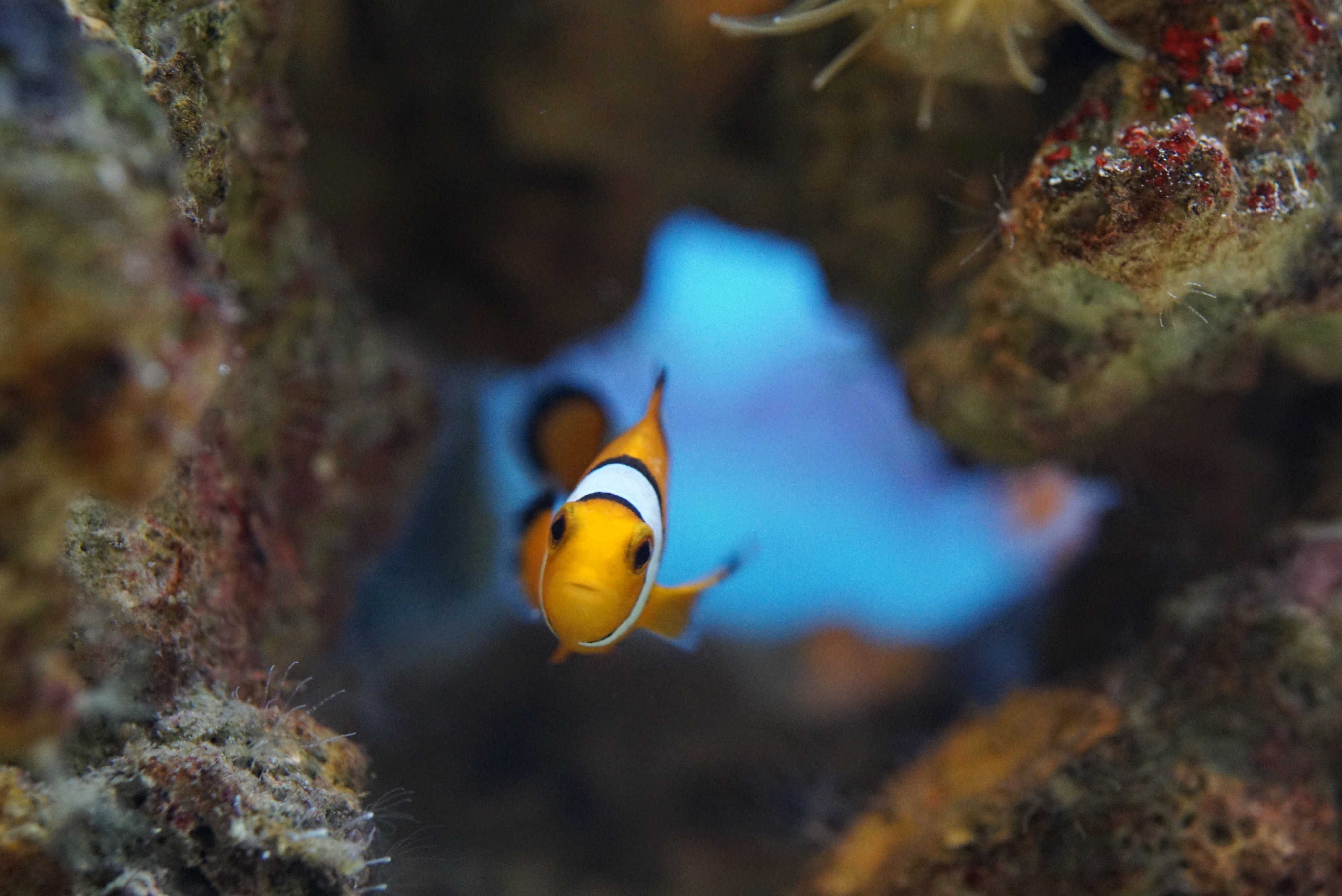 ট ইট র 男鹿水族館gao 公式 サンゴコーナーに展示中のカクレクマノミですが 変わった特徴があります クマノミ は性転換する魚で 1つのイソギンチャクに雌雄1匹ずつと数匹の小さな個体が群れますが その群れの中でメスがいなくなると一番大きなオスがメス