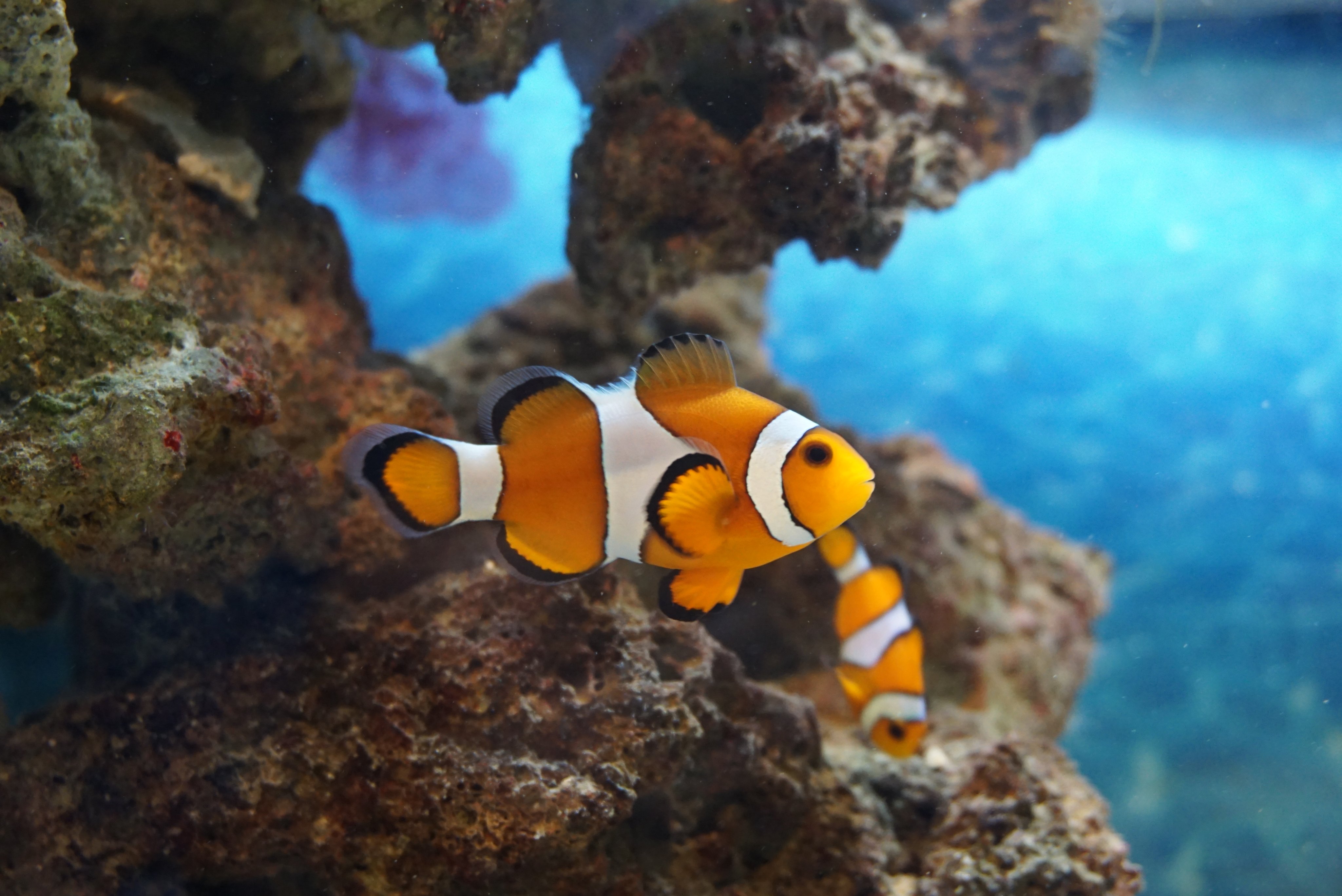 ট ইট র 男鹿水族館gao 公式 サンゴコーナーに展示中のカクレクマノミですが 変わった特徴があります クマノミ は性転換する魚で 1つのイソギンチャクに雌雄1匹ずつと数匹の小さな個体が群れますが その群れの中でメスがいなくなると一番大きなオスがメス