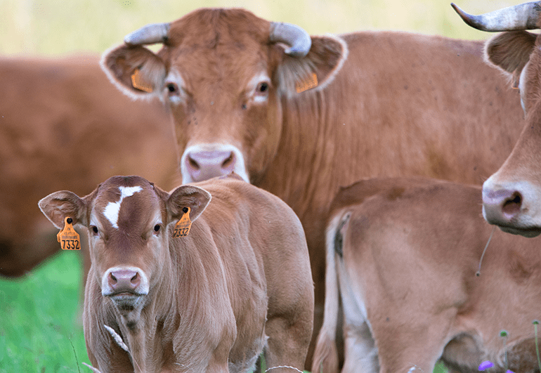 Quel bilan carbone pour les élevages français ? 🐄🐖🐑

Aujourd'hui on vous explique pourquoi les élevages polluent aujourd’hui et comment ils pollueront moins demain.

blogresonnances.fr/quel-bilan-car…
#bilancarbone