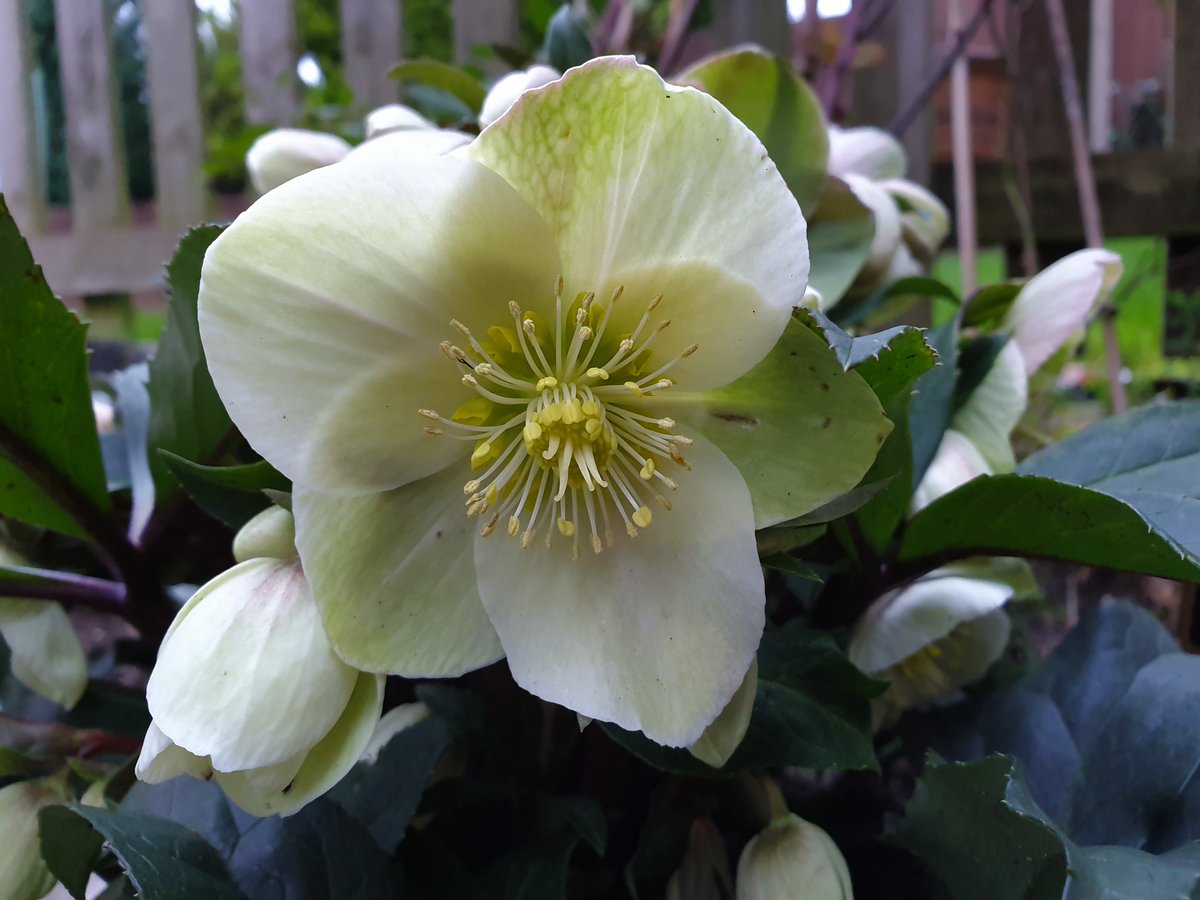 ric892's tweet photo. Hellebores Snow Dance and Anna's Red this morning 🙂 https://t.co/INVFh0K9iP
