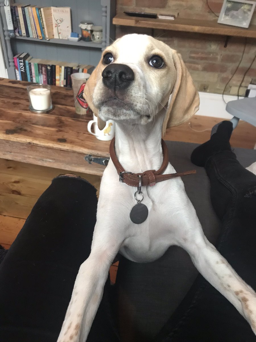 tarakatedevine's tweet photo. Juno pup has been upgraded to her big girl collar! Growing up too fast! #Wednesdayvibes #puppylove #cheekypup #dogsoftwitter #pointerpup https://t.co/xJ8rc41lP3