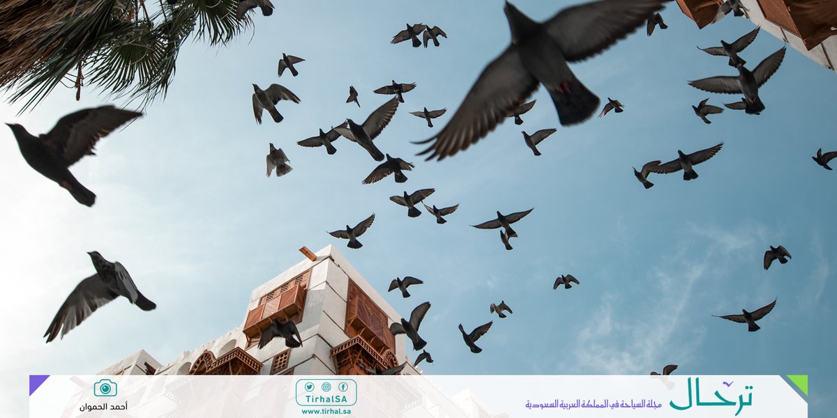 مع إشراقة كل صباح تجتمع أسراب الحمام في ساحات #جدة البلد، تلتقط ما يجود به السياح وأصحاب المحال من حبوب.
tirhal.sa/Subjects/Pages…

تصوير: أحمد الحموان
#مجلة_ترحال