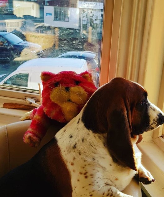 OfficialBagpuss's tweet image. Bagpuss and Eric watching the world go by... 🐱🐶

#windowcat #windowdog

📸 bit.ly/3lXQfkD