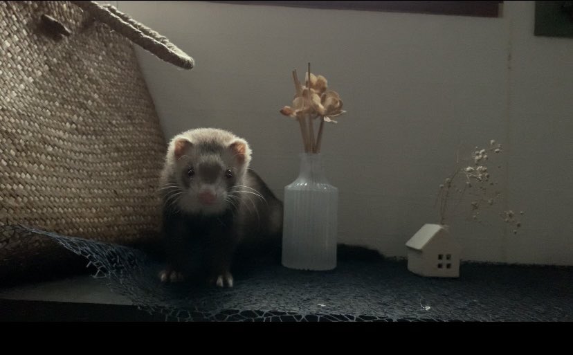 おまる Bokuomaru Twitter