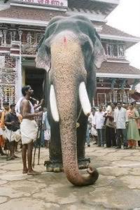  2. Today in 1976, Gajarājan Guruvāyūṛ Keśavan, the alpha elephant of legendary Guruvāyūṛ temple, who stood well over 3.2 meters tall, complete with all lakṣaṇa-s & widely admired for his deep devotion to Guruvāyūrappan (Guruvāyūṛ Kṛṣṇa), passed away aged 72 