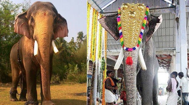 4. It is said that he never tolerated another elephant carrying Bhagavān on its back. Once when this privilege was given to another elephant, he became disturbed, attacked and chased it away! However, he never harmed anyone