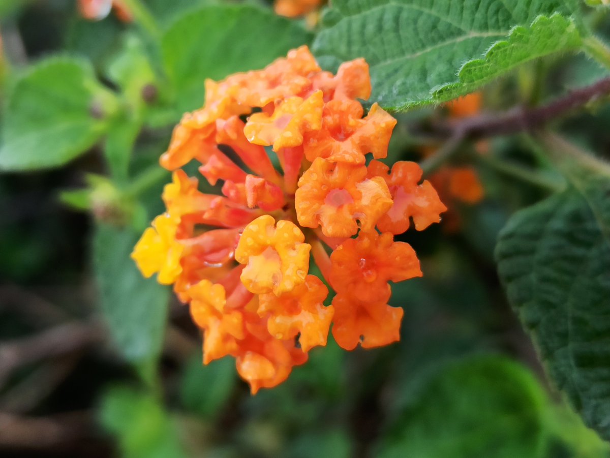 nixed_memer's tweet image. shot on micro lens by #RedmiNote8pro  

@MIUI_India @miuirom @XiaomiIndia @Xiaomi #miuilife #MIUI12Update #miui12 #RedmiNote10 #RedmiNote9Pro #PhotoOfTheDay #photograghy #MIUI