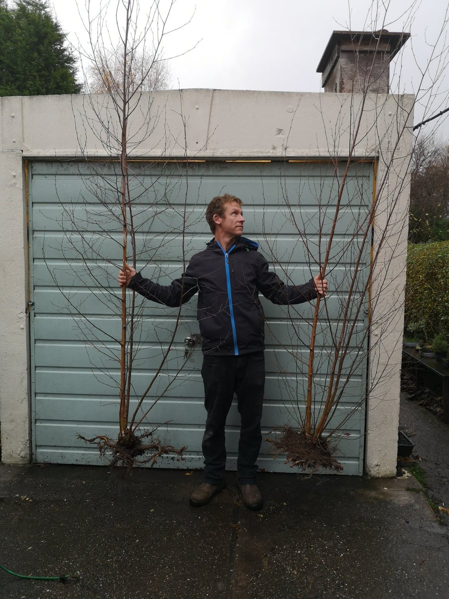 BlueBarrelCider's tweet image. Found &amp;amp; rescued these from a building site. Going to re plant them in the Meadows estate for some non conformist multi stemmed urban tree planting.
Regreening the city 1 tree at a time
#urbantreeplanting @TreesforCities