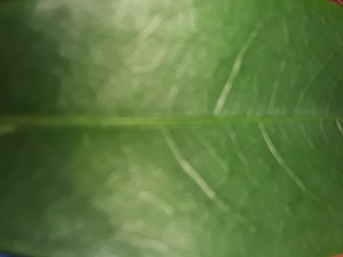settikathir1's tweet photo. #Tamil #characters on the leaf
The #world's #first #language https://t.co/kOagiACqEI