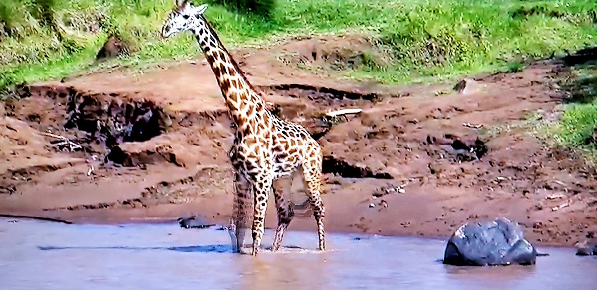 Patrici54076483's tweet photo. #wildearth any way to find out what happen to this Giraffe crossing the Mara River that is crowded  with crocodiles? https://t.co/5vnYx2FBIk