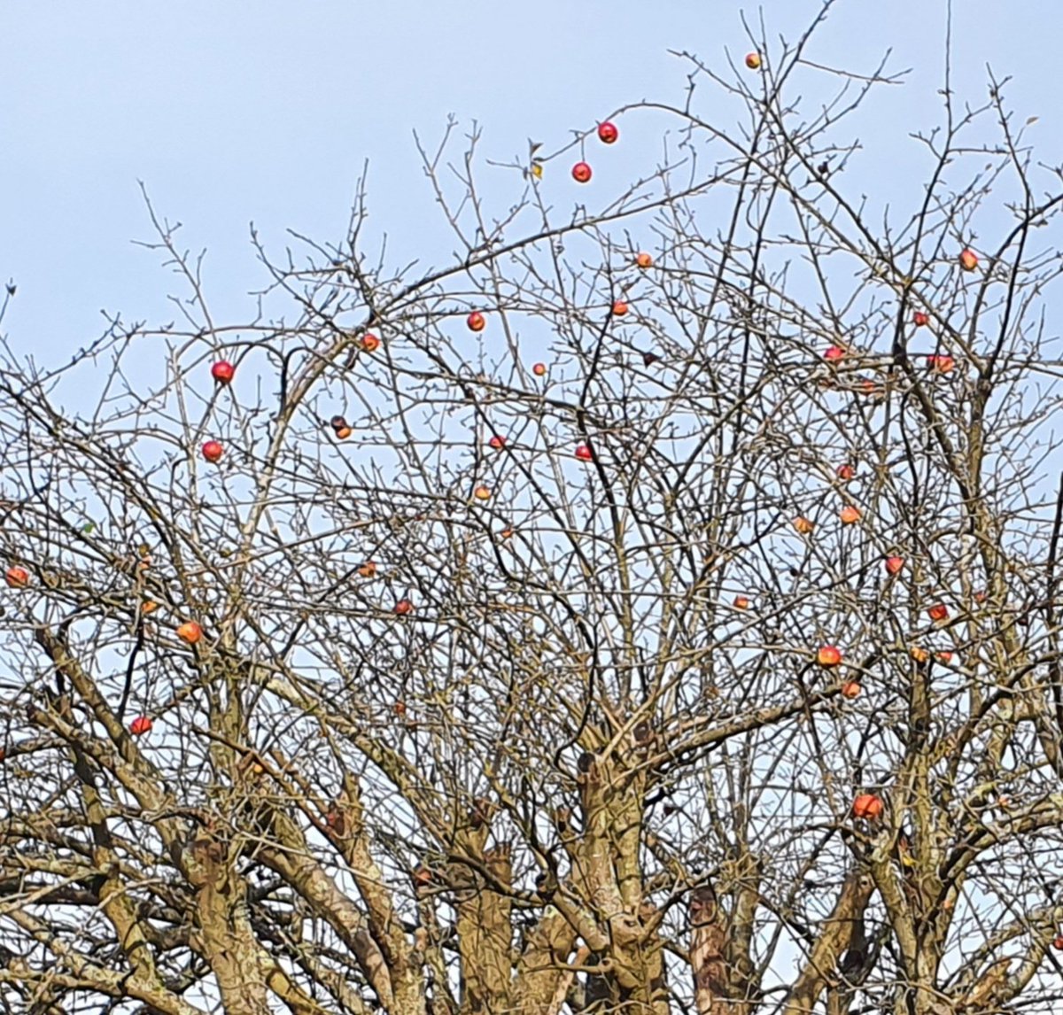 Natures Christmas decorations on this apple tree, seen out walking yesterday. Sunlight made the red really shine. #Kent #Walk https://t.co/mAid5hzMAT