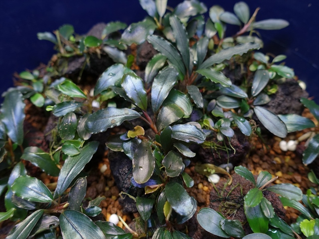 【AZ便】Bucephalandra sp.\"AW No1\" Bucephalandra sp. 