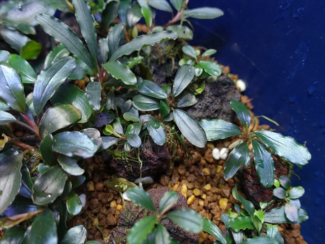Bucephalandra sp
