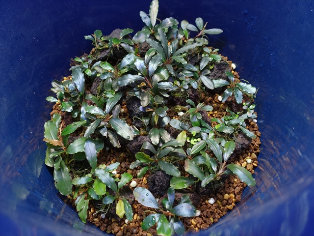 【AZ便】Bucephalandra sp.\"AW No1\" Bucephalandra sp. 