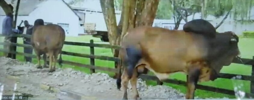 EAGrainCouncil's tweet photo. "Most dairy farmers keep the Boran cattle variety because of the feed conversion efficiency, which is manageable given the climate change challenges" Kenya Animal Genetics  Resource Centre. 
#ABF2020 #ClimateSmartTechnologies https://t.co/rDTZMcz6aE