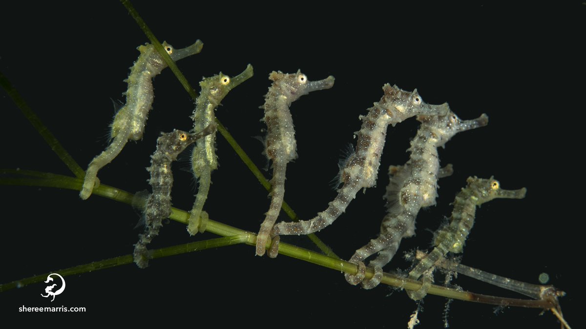 Ladies around the world were burning their bras this week as a bunch of blokes gave birth and here's the proof. Baby sea ponies. PS. For those playing along at home male seahorses are the only poor schleps in the animal kingdom to give birth and I'm all for it.  <a href="/annetarasov/">Anne Tarasov</a>