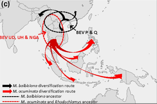 MPPjournal's tweet photo. Badnaviruses integrated in the banana genome reveal the fascinating story of Musa ancestry and host-virus coevolution: https://t.co/LY2TGINQE2 https://t.co/0LoslhenK4