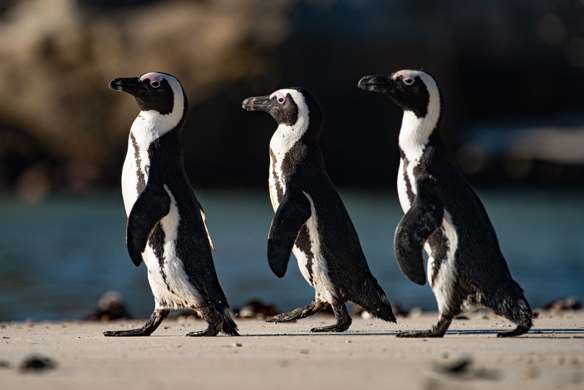 EXTINCTION ALERT: There are 17 700 breeding pairs of African penguins left in the wild. #SaveTheAfricanPenguin