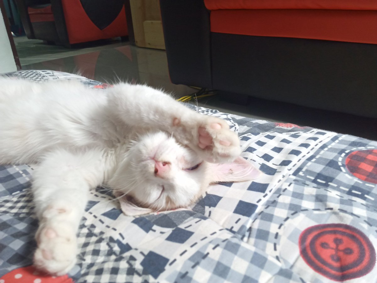 Dadira3's tweet photo. Selamat tingal syg mamy.. Nanti doakan mamy tau kat sana.. Walaupun sebulan ja ciko tgal ng mamy.. Tapi mamy rasa sedih sgt khlgan ciko.. Mamy syg ciko sgt2..terlalu bnyak kenangan ciko ng mamy
#22/10/20 - 24/11/20 https://t.co/kkhoXVrJHx