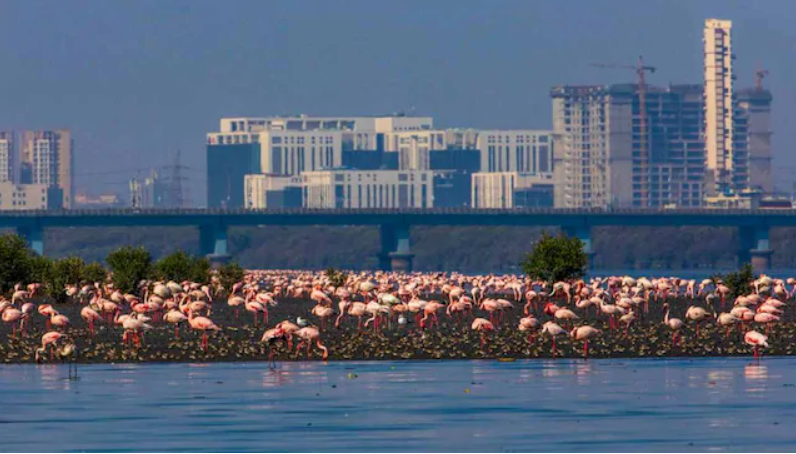 organic_wise's tweet photo. Mumbai is setting an example to the world in championing sustainable urban planning.  Spurred by the city's youth, it has come together to invoke government action towards preserving the city's vibrant biodiversity. 

Read on to know more: https://t.co/SuDb4qiVxG

#BioDiversity https://t.co/FaNPPNjmR1