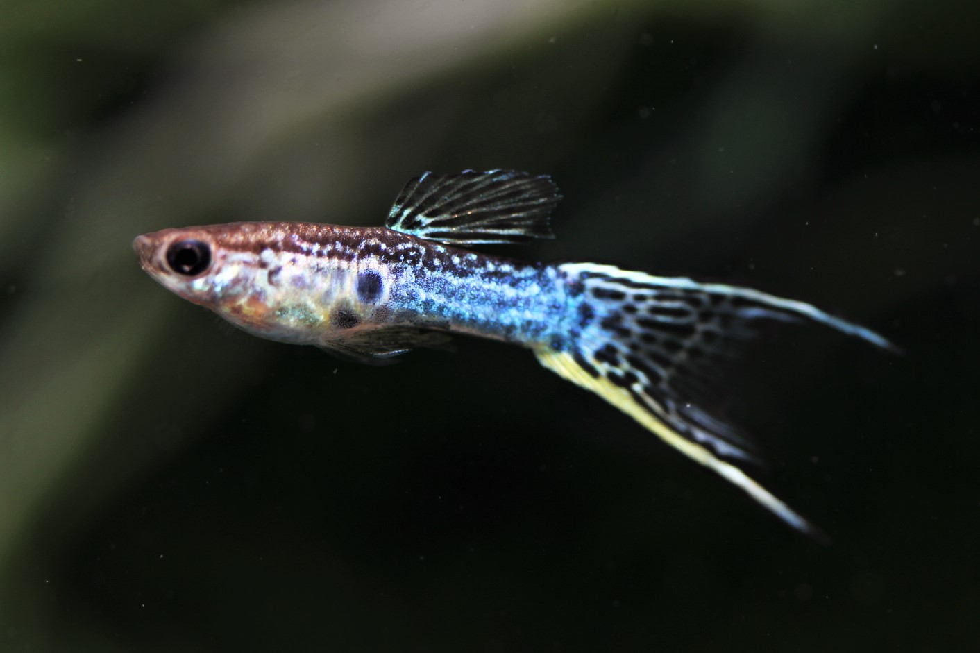まっちゃん ジャパンブルーレースコブラダブルソード 熱帯魚 グッピー アクステグッピー マクロ撮影 T Co Lvodk67xfr Twitter