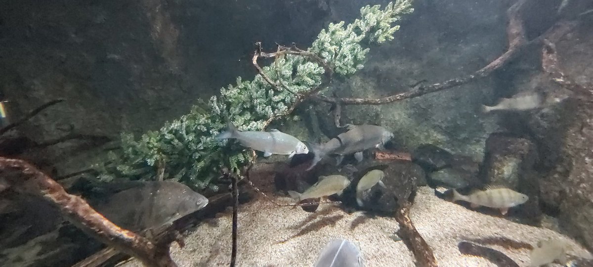 Joulua jo eläimillekin.
Kalakikka: uppokuusi pohjaan johon säkkikankainen jauhopussi, houkuttelee pikkukaloja = ne taas isompia paikalla.
On myös hyvä kutualusta mm ahvenille.
Tämä mm. joulukalanakin käytetyn siian seuraksi.
<a href="/sarkanniemi/">Särkänniemi</a>
#kalastus #kalanhoito #joulu #akvaario