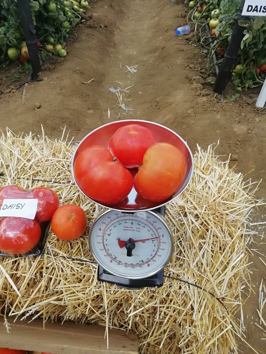 edbe_zw's tweet photo. Am in love with this Determinate tomato #DaisyF1 three fruits giving you 1kg
#itstartwiththerightseed
#daisyisbae
@WendyMadzura
@Fran_Mapindani
@Ten_Chadzuka https://t.co/ZvTs6ZQjgV