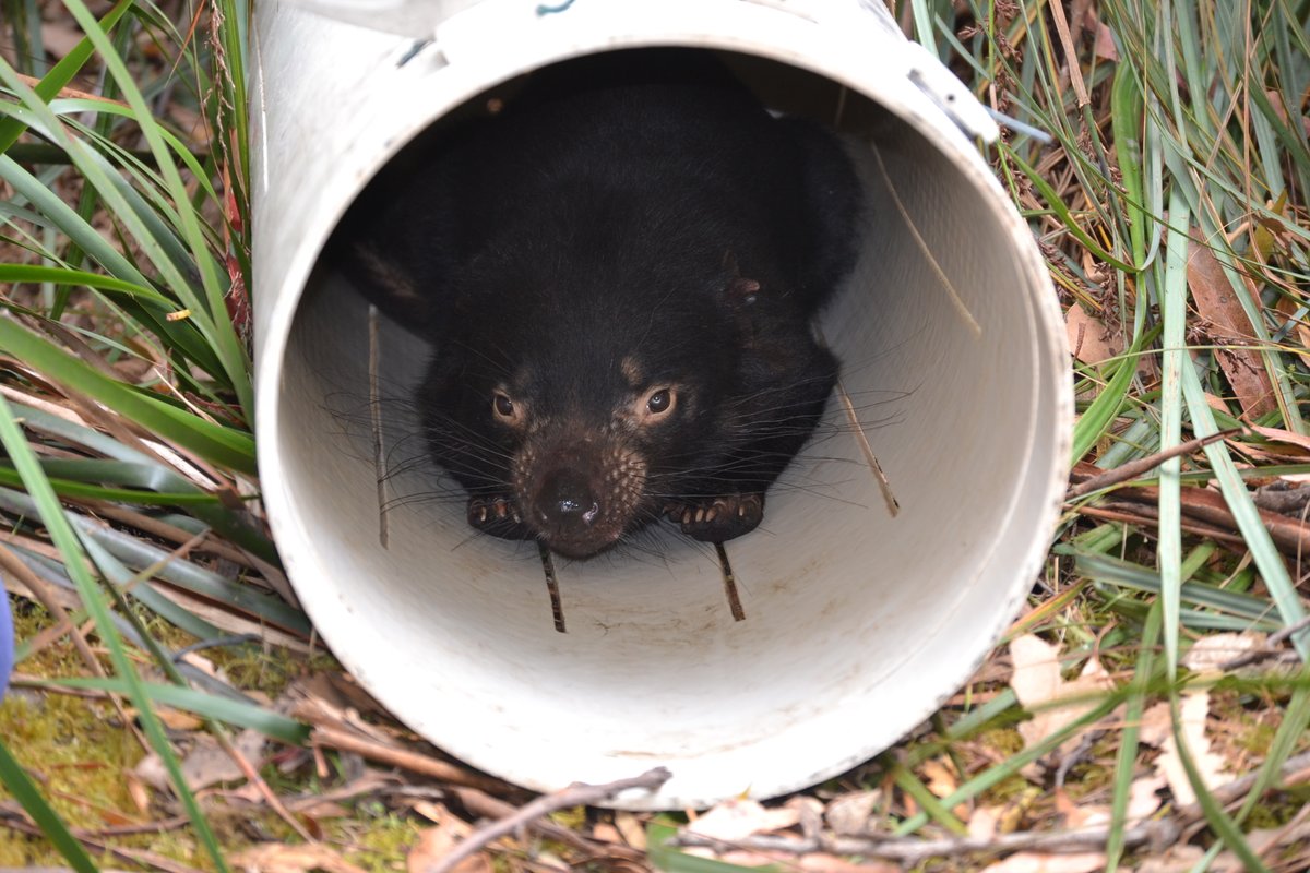 This transmissible cancer, devil facial tumour disease 1 (DFT1), has decimated Tasmanian devil populations for nearly ~25 years. Uncounted hours of fieldwork by many amazing collaborators in Tasmania led to this huge sample collection over the course of ~15 years. (2/10)