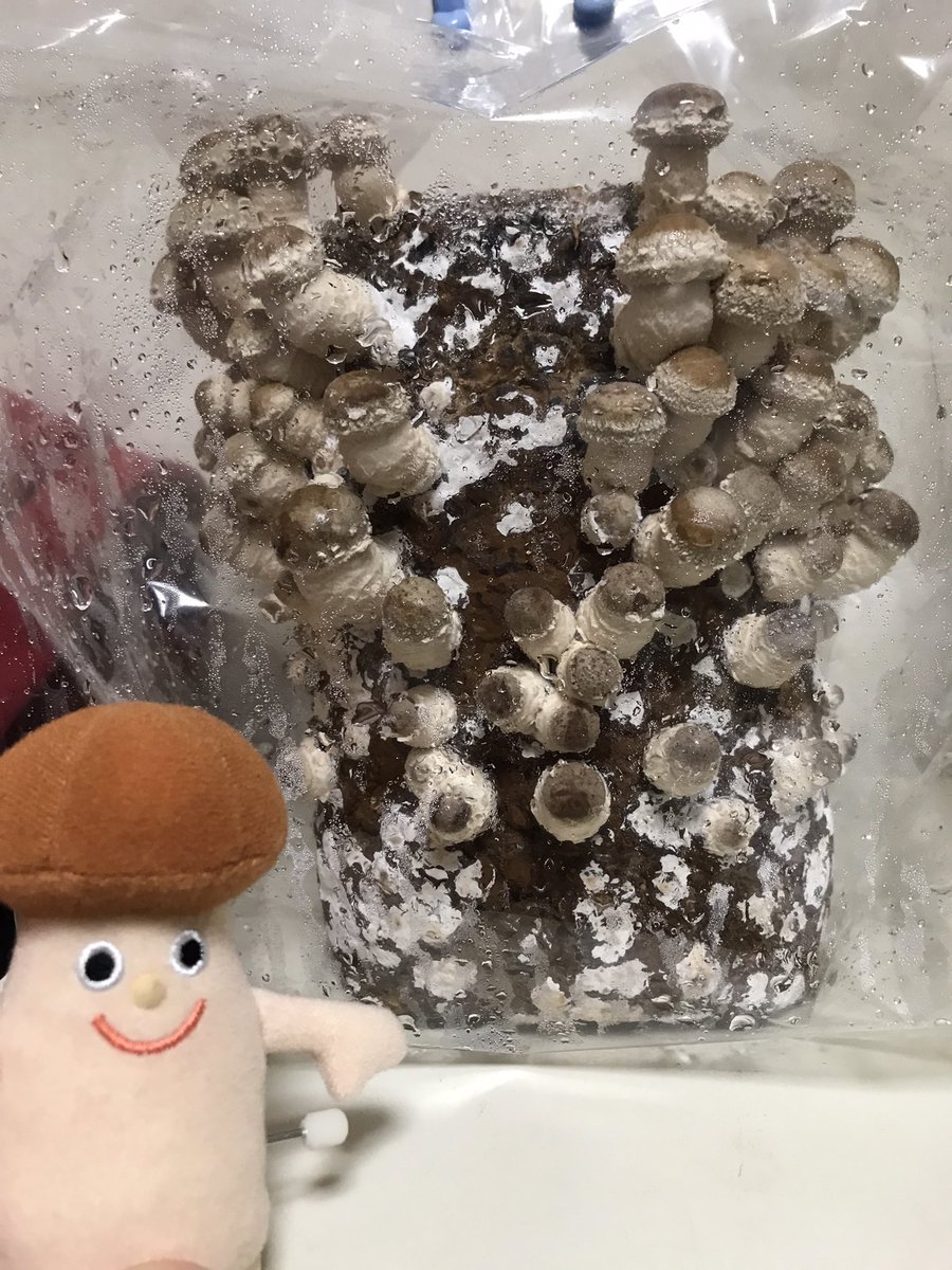 Mono 11 25 しいたけ栽培生活 夜 Nhkのクレイアニメ カペリート のぜんまい式ぬいぐるみがある事を思い出して記念撮影 まだヒダは見えず 明日は呑み会なので収穫は明後日かも