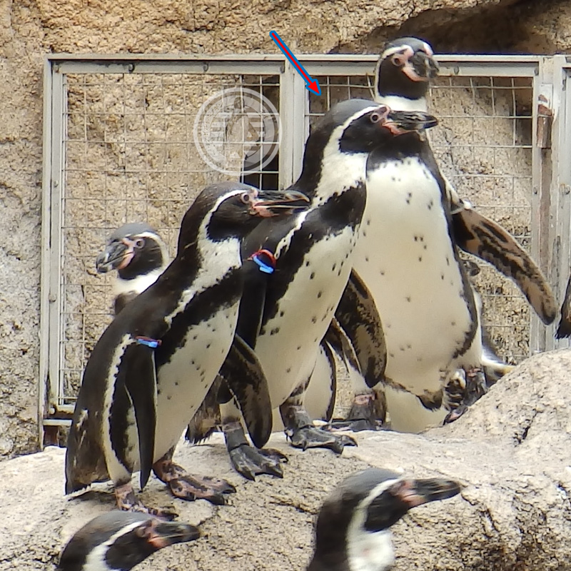 yanagomi's tweet photo. ■只今10時02分 ● #TobuTime ● #東武の時間 です■
《実家》こと #東武動物公園 「 #ペンギンの大地 」の新しい仲間の #長崎ペンギン水族館 時代の画像(2018年末)を探してきました。
赤青・赤桃、赤赤・青黄は確認できました。
青橙は先代等の別個体と考えられます。
#フンボルトペンギン #penguin https://t.co/rPa73m3Ic7