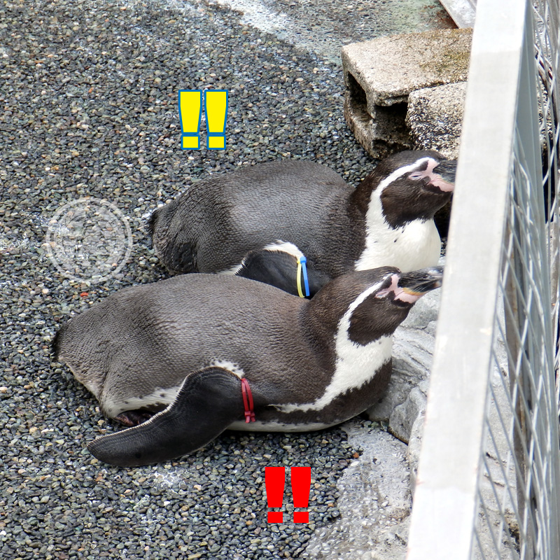 yanagomi's tweet photo. ■只今10時02分 ● #TobuTime ● #東武の時間 です■
《実家》こと #東武動物公園 「 #ペンギンの大地 」の新しい仲間の #長崎ペンギン水族館 時代の画像(2018年末)を探してきました。
赤青・赤桃、赤赤・青黄は確認できました。
青橙は先代等の別個体と考えられます。
#フンボルトペンギン #penguin https://t.co/rPa73m3Ic7