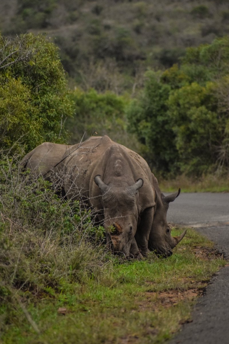 I'm 2/3 of the way to my R10k <a href="/RhinoPeakC/">Rhino Peak Challenge</a> fundraising goal! 🦏⛰️❤️
Help me to help rhino, vulture, and  crane conservation through <a href="/TheEWT/">Endangered Wildlife Trust</a> and <a href="/wildlifeact/">WildlifeACT</a> today.
#RPC2020 #SaveTheRhino
trailmag.co.za/rhino-peak-cha…