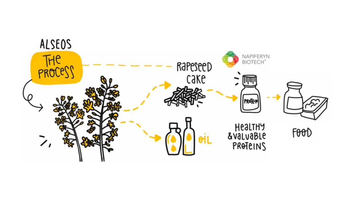 napiferyn's tweet photo. Turning waste into food?🤔It's possible! In @EITFood's #Valocake project we focuse on valorization of #rapeseed cake, a byproduct of oil pressing industry, into functional food ingredients and food products.💡🍽️ Using our innovative technology. Read more: https://t.co/uXob8fHWCr https://t.co/mOKhDA3q5z