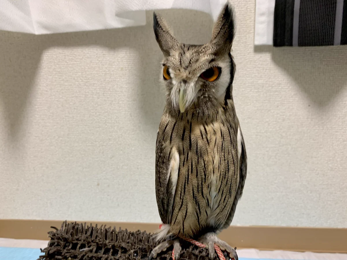 ビックリしたのかな？！電気をつけると細くなるコノハズクが可愛い！