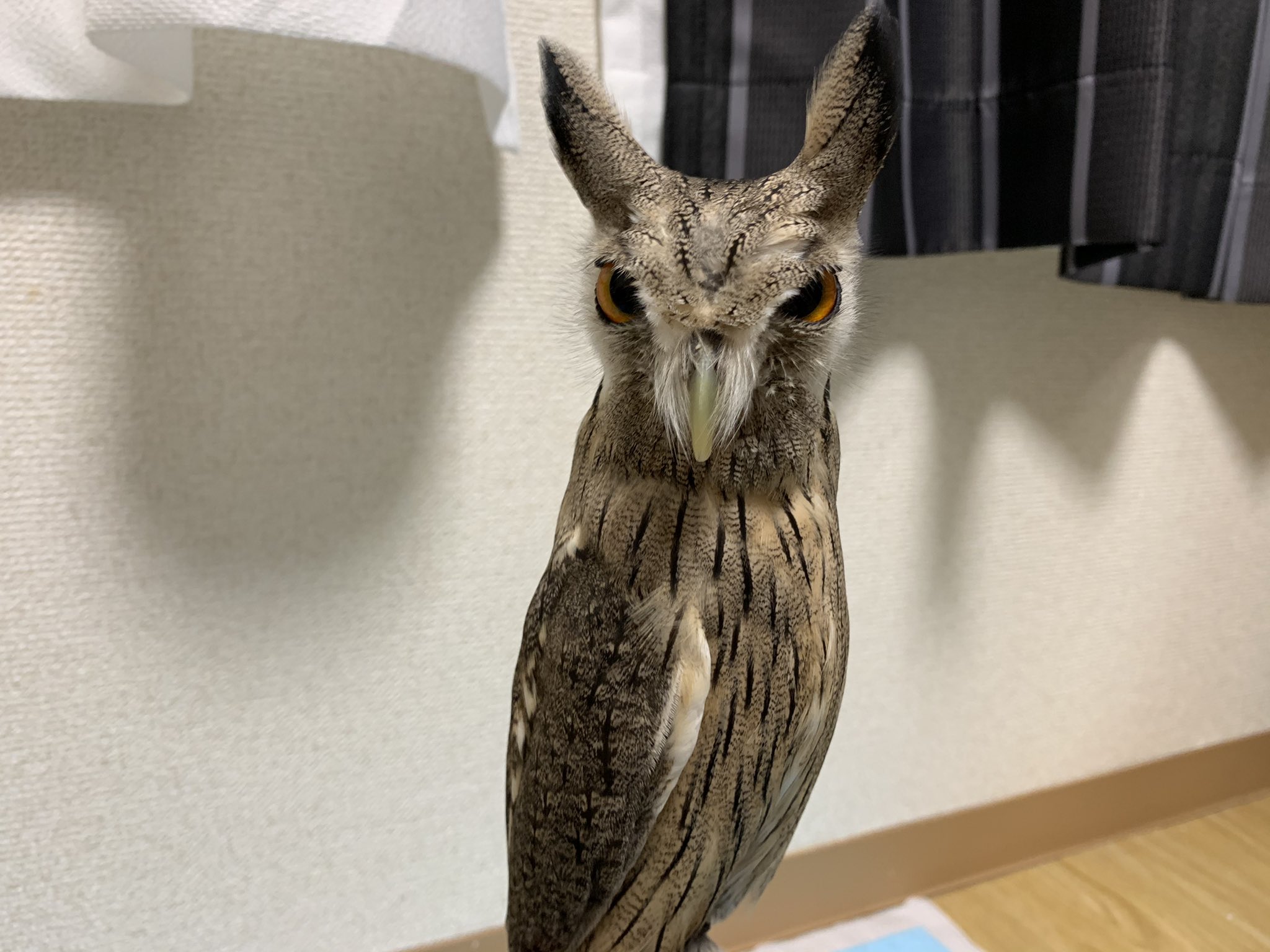 フクロウが 謎のシュッとした生物 に化けるの見たことある 年11月30日 Biglobeニュース