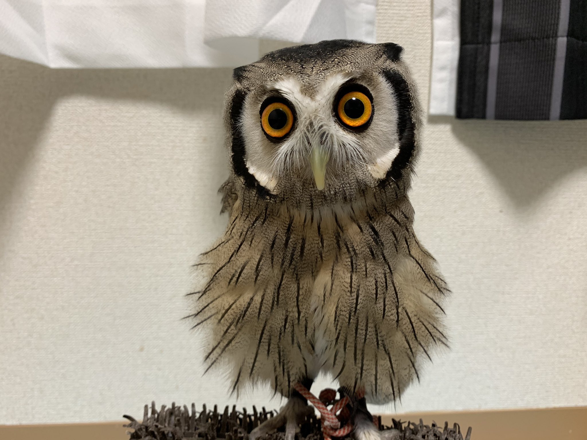 フクロウが 謎のシュッとした生物 に化けるの見たことある ガジェット通信 Getnews