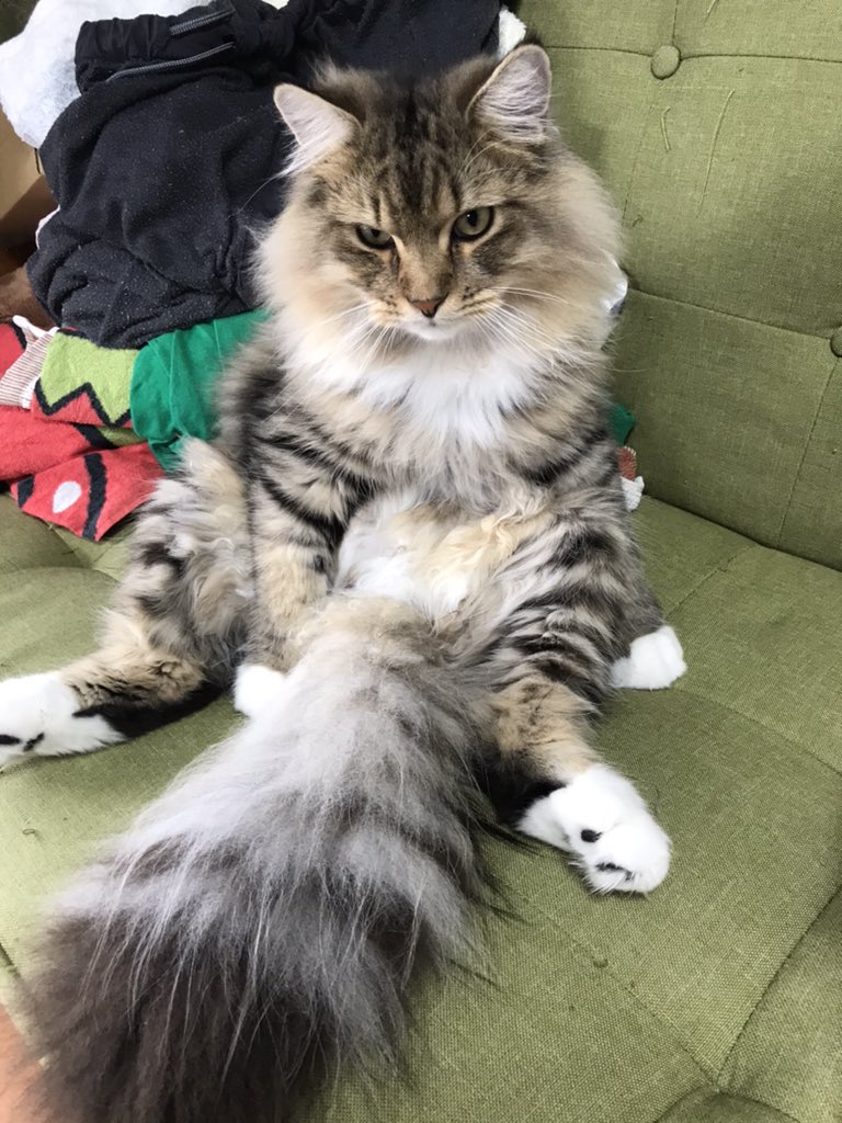 ao(旧 眼鏡のあやさん) tweet media