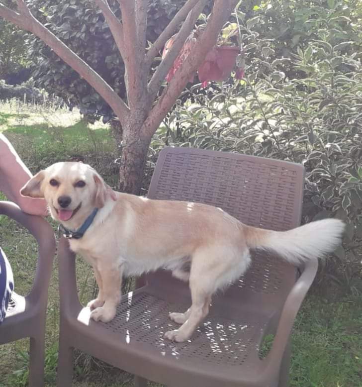 AnimalesMino's tweet photo. #Perro #perdido en O Souto, #Bemantes se agradecería que aviséis. Gracias
https://t.co/DR2c6W3a5Y https://t.co/6cDs18ySQL