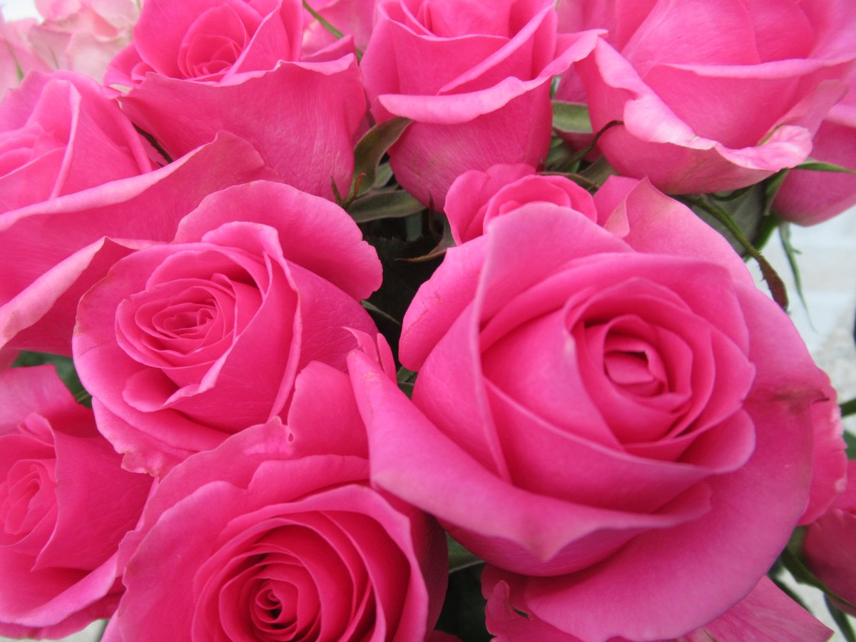 美ら花 薔薇 ピンクレディブル 残業中にまたひと息 薔薇にある たくさんの品種 作った人の自由に名付けられます マーク込みの名前 楽しいことや 幸せなこと サプライズがいいですね 綺麗事を言うようだけど 本心だから 笑顔でいて下さい 私は 美ら花 薔薇 ピンクレディブル 残業中にまたひと息 薔薇にある たくさんの品種 作った人の自由に名付けられます マーク込みの名前 楽しいことや 幸せなこと サプライズがいいですね 綺麗事を言うようだけど 本心だから 笑顔でいて下さい 私は
