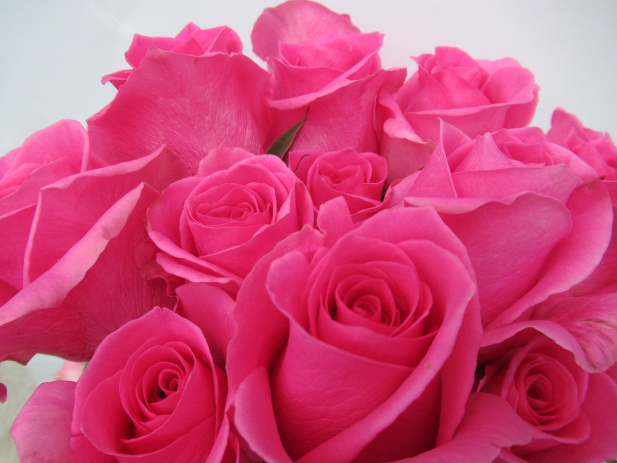 美ら花 薔薇 ピンクレディブル 残業中にまたひと息 薔薇にある たくさんの品種 作った人の自由に名付けられます マーク込みの名前 楽しいことや 幸せなこと サプライズがいいですね 綺麗事を言うようだけど 本心だから 笑顔でいて下さい 私は 美ら花 薔薇 ピンクレディブル 残業中にまたひと息 薔薇にある たくさんの品種 作った人の自由に名付けられます マーク込みの名前 楽しいことや 幸せなこと サプライズがいいですね 綺麗事を言うようだけど 本心だから 笑顔でいて下さい 私は