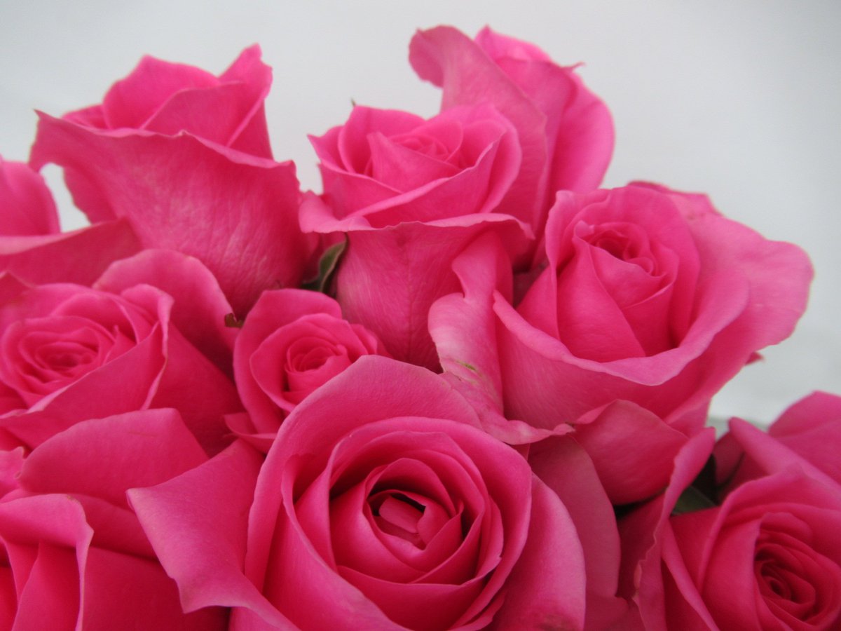 美ら花 V Twitter 薔薇 ピンクレディブル 残業中にまたひと息 薔薇にある たくさんの品種 作った人の自由に名付けられます マーク込みの名前 楽しいことや 幸せなこと サプライズがいいですね 綺麗事を言うようだけど 本心だから 笑顔でいて下さい 私は仕事