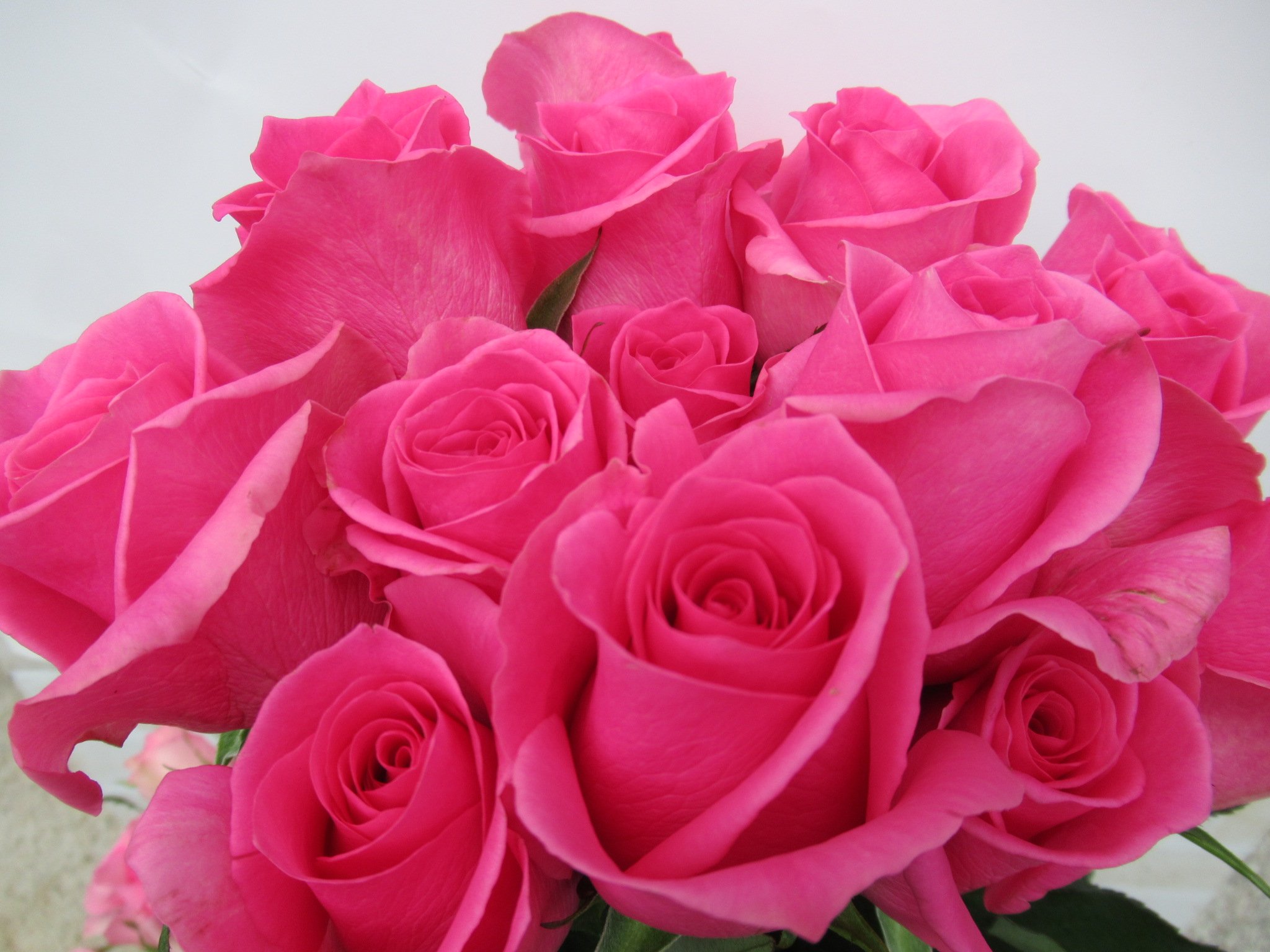 美ら花 V Twitter 薔薇 ピンクレディブル 残業中にまたひと息 薔薇にある たくさんの品種 作った人の自由に名付けられます マーク込みの名前 楽しいことや 幸せなこと サプライズがいいですね 綺麗事を言うようだけど 本心だから 笑顔でいて下さい 私は仕事