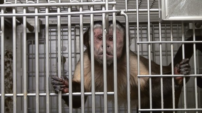 PETAUK's tweet image. PETA will end all experiments on animals. RT if you stand with us!